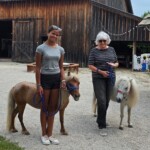 Heritage Program - Miniature Horses at Open Aire Market