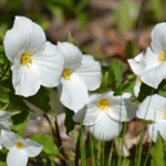 Trillium