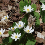Bloodroot