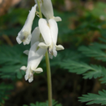 Squirrel Corn