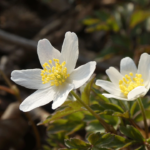 Wood Anemone